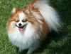 Photo №1. pomeranian - for sale in the city of London | negotiated | Announcement № 99452