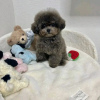 Photo №1. poodle (toy) - for sale in the city of Porto | Is free | Announcement № 123073