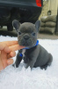Photo №1. french bulldog - for sale in the city of Chandria | 306$ | Announcement № 94157