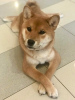 Photo №2 to announcement № 44926 for the sale of shiba inu - buy in Russian Federation private announcement, breeder