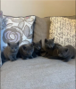 Photo №1. russian blue - for sale in the city of Stockholm | negotiated | Announcement № 96286