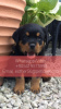 Photo №1. rottweiler - for sale in the city of Falkenberg | negotiated | Announcement № 47602