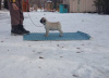 Photo №3. Pug puppies for sale!. Kyrgyzstan