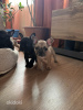 Photo №4. I will sell french bulldog in the city of Tallinn. private announcement - price - 792$