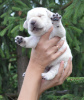 Photo №2 to announcement № 64555 for the sale of labrador retriever - buy in Russian Federation breeder