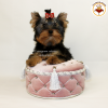 Photo №2 to announcement № 10168 for the sale of yorkshire terrier - buy in Ukraine private announcement, from nursery, breeder
