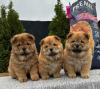 Photo №4. I will sell chow chow in the city of Нови Сад. breeder - price - negotiated