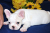 Additional photos: french bulldog