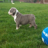 Photo №2 to announcement № 118104 for the sale of english bulldog - buy in Germany breeder