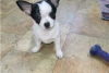 Photo №1. chihuahua - for sale in the city of Phoenix | 400$ | Announcement № 115491