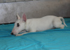 Additional photos: Miniature bull terrier puppies