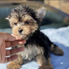 Photo №1. yorkshire terrier - for sale in the city of Калифорния Сити | negotiated | Announcement № 70424