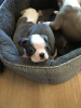 Photo №1. boston terrier - for sale in the city of Nuremberg | 317$ | Announcement № 70882