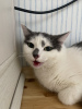 Additional photos: A wonderful young cat Elechka is looking for a home and a loving family!