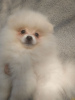 Photo №1. pomeranian - for sale in the city of Dnipro | 354$ | Announcement № 94819