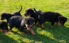 Additional photos: Cute Rottweiler puppies