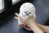 Photo №2 to announcement № 15450 for the sale of pomeranian - buy in United States private announcement