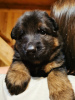 Photo №3. Elite litter of long-haired German shepherds. Russian Federation