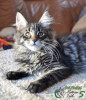 Photo №4. I will sell maine coon in the city of St. Petersburg. private announcement, from nursery, breeder - price - 739$