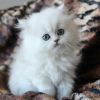 Photo №4. I will sell persian cat in the city of Sydney. breeder - price - 300$