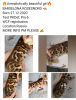 Photo №1. bengal cat - for sale in the city of Murmansk | 1792$ | Announcement № 9441