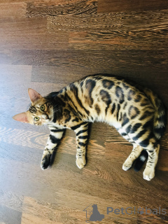 Photo №4. I will sell bengal cat in the city of Cherkasy. breeder - price - negotiated