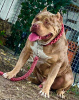 Photo №2 to announcement № 37230 for the sale of american bully - buy in France breeder