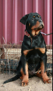 Photo №2 to announcement № 6590 for the sale of rottweiler - buy in Russian Federation 