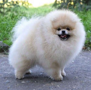 Photo №2 to announcement № 3981 for the sale of pomeranian - buy in Russian Federation breeder