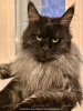 Photo №1. Mating service - breed: maine coon. Price - negotiated