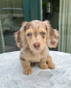 Photo №1. dachshund - for sale in the city of Гронинген | 391$ | Announcement № 13822