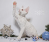 Photo №1. devon rex - for sale in the city of New York | 1800$ | Announcement № 44544