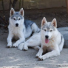 Photo №4. I will sell siberian husky in the city of Belgrade. breeder - price - negotiated