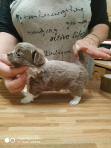Photo №2 to announcement № 3841 for the sale of chihuahua - buy in Russian Federation from nursery