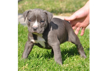 Photo №3. American Pit Bull Terrier puppies. Poland