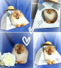 Photo №1. pomeranian - for sale in the city of Minsk | 340$ | Announcement № 95738