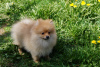 Photo №4. I will sell pomeranian in the city of Москва. breeder - price - 391$