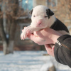 Photo №1. american staffordshire terrier - for sale in the city of Volgograd | 672$ | Announcement № 8866
