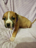 Additional photos: Amstaff terrier puppies reserve