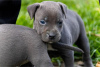 Photo №1. american pit bull terrier - for sale in the city of Belgrade | negotiated | Announcement № 96780