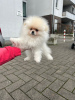 Additional photos: Pomeranian