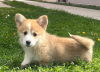 Additional photos: Welsh Corgi Pembroke puppies