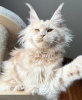 Photo №1. maine coon - for sale in the city of Berlin | 317$ | Announcement № 103700