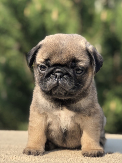 Photo №1. pug - for sale in the city of Москва | 877$ | Announcement № 2514
