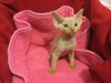 Photo №2 to announcement № 100436 for the sale of devon rex - buy in Germany private announcement, from nursery, breeder