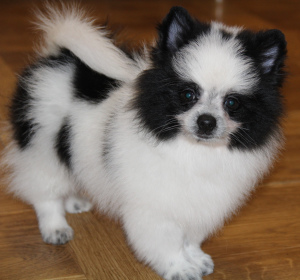 Photo №2 to announcement № 1413 for the sale of pomeranian - buy in Russian Federation from nursery, breeder