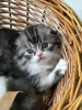 Photo №1. scottish fold - for sale in the city of Astrakhan | 197$ | Announcement № 7727