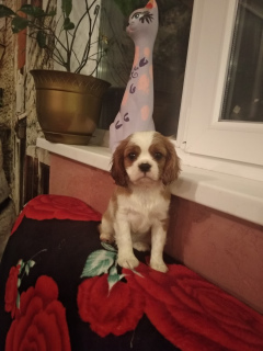 Photo №1. cavalier king charles spaniel - for sale in the city of Minsk | 894$ | Announcement № 1161