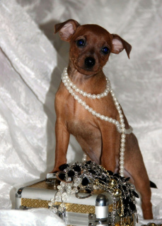 Photo №2 to announcement № 1918 for the sale of miniature pinscher - buy in Russian Federation from nursery