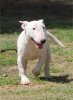 Additional photos: Miniature bull terrier puppies